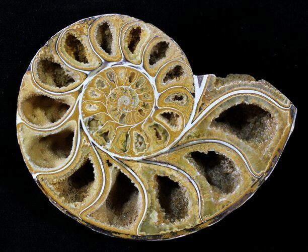 Sliced Phylloceras Ammonite (Half) - #23204